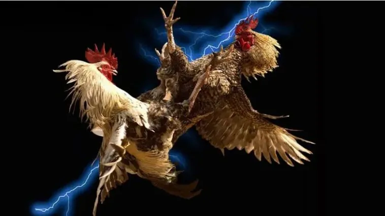 Đá Gà 6FF Đỉnh Cao Trải Nghiệm Cá Cược Thắng Lớn Mỗi Ngày